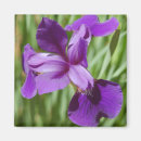 Search for iris garden magnets Botanical