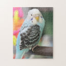 Search for budgie puzzles Blue