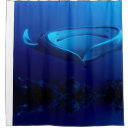 Search for manta ray Fish
