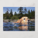Search for cute golden retriever postcards Yellow