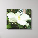 Search for white magnolia canvas prints Blossom