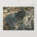 Search for tropical lizard postcards Nature