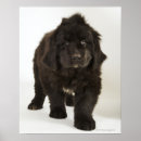 Search for newfoundland dog posters Cute