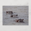 Search for hippos postcards Africa