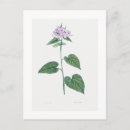 Search for glories postcards Floral