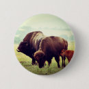 Search for bison badges Nature