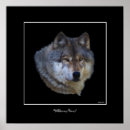 Search for alpha wolf posters Wolves