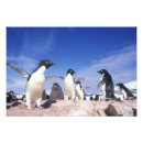 Search for flippers posters Beach