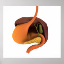 Search for human digestive system posters Digitally generated image