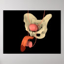 Search for human reproduction posters Horizontal