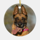 Search for belgian malinois christmas tree decorations Shepherd