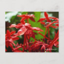 Search for raindrop postcards Red