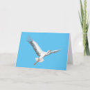 Search for fly cards White