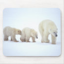 Search for polar bear mousepads Nature