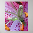 Search for stargazer lily posters Nature