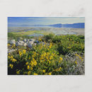 Search for bear postcards Usa