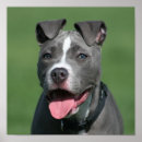 Search for american pit posters Amstaff