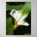 Search for calla lily art Botanical