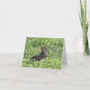Search for rabbits note cards Animal