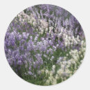 Search for lavender field stickers Flower