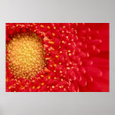 Search for gerber daisy posters Floral