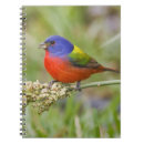 Search for wild one notebooks Animals in the wild