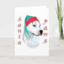 Search for argentine cards Dog