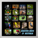 Search for australia posters Colourful