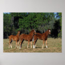 Search for foals posters Thoroughbred