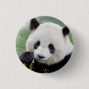 Search for cute panda badges Modern
