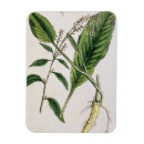 Search for blackwell magnets Flowers