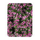 Search for phlox magnets Flower