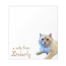 Search for cute kitty Pets