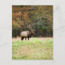 Search for elk postcards Bull