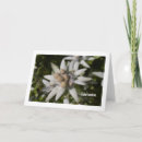Search for edelweiss flower Floral