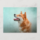 Search for inu postcards Cute