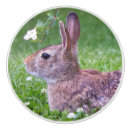 Search for rabbits photography Bunnies