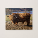Search for highland cattle puzzles Bull