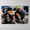 Search for spiders art Legs