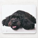 Search for black white cockapoo Pet