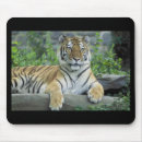 Search for siberian tigers mousepads Nature