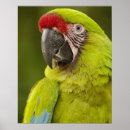 Search for endangered birds posters Parrot