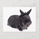 Search for rabbit ear postcards Easter