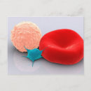 Search for hematology postcards Cell