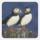 Search for atlantic puffin stickers Bird