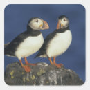 Search for puffin crafts party Wildlife