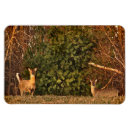 Search for whitetail magnets Animals