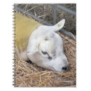 Search for cute sheep notebooks Farms
