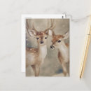 Search for winter deer postcards Wildlife