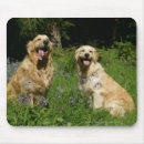 Search for retreivers mousepads Bob and pam langrish